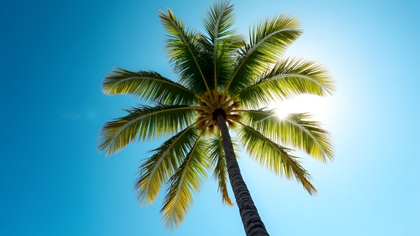 A tall palm tree with lush green fronds stands against a bright blue daytime sky with soft sunlight
