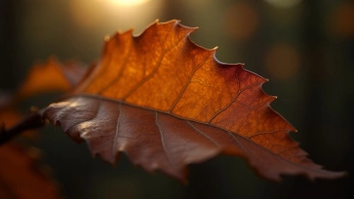 Textured Brown Dried Leaf Close-Up