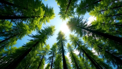 Towering Trees With Lush Green Canopies
