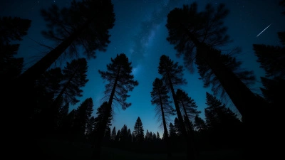 Towering Trees Silhouetted Against Starry Night