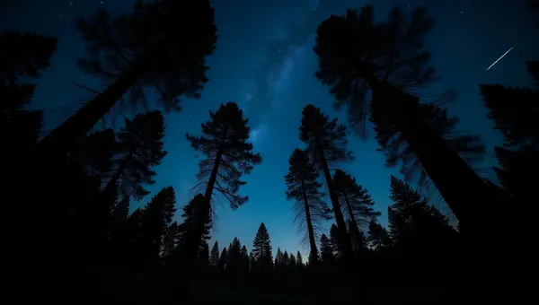 Towering Trees Silhouetted Against Starry Night
