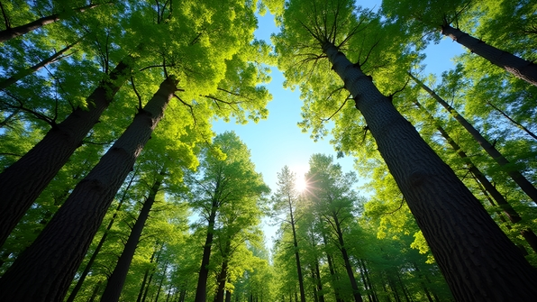 A vibrant assortment of various tree species with lush green leaves and textured bark under a clear blue sky