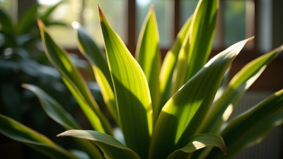Vibrant Dumb Cane Plant With Variegated Leaves