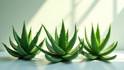 Vibrant Green Aloe Vera Plants with Thick Leaves