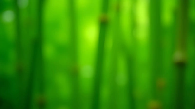 Vibrant Green Bamboo Stalks Close-Up
