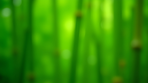 Close-up of vibrant green bamboo stalks with natural texture and sunlight highlighting their smooth surface
