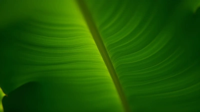 Vibrant Green Banana Leaf Texture Close-Up