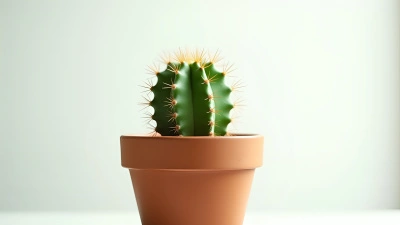 Vibrant Green Cactus In Rustic Terracotta Pot