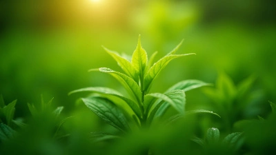 Vibrant Green Elafed Plant Close-Up in Sunlight