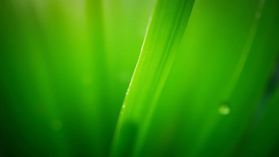 Vibrant Green Elongated Leaves Close-Up