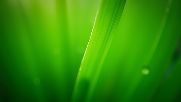 Vibrant Green Elongated Leaves Close-Up