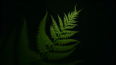 Vibrant Green Fern Leaves Close-Up Detail
