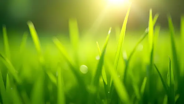 Vibrant Green Grass Blades Close-Up Macro