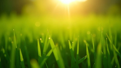 Vibrant Green Grass Blades With Dew Drops
