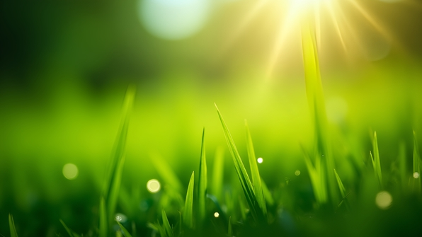 Close-up selective focus photo highlighting vibrant green grasses under bright daylight