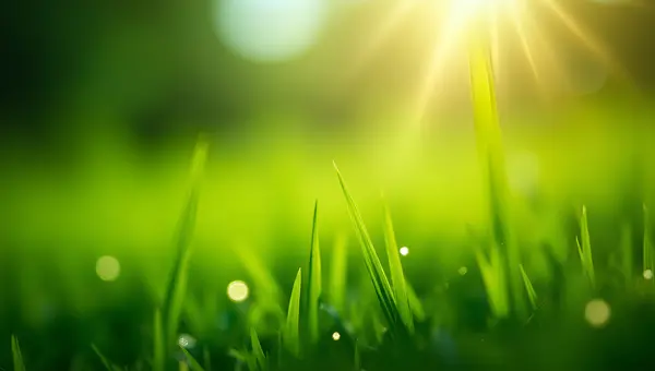 Vibrant Green Grasses Close-Up In Daylight