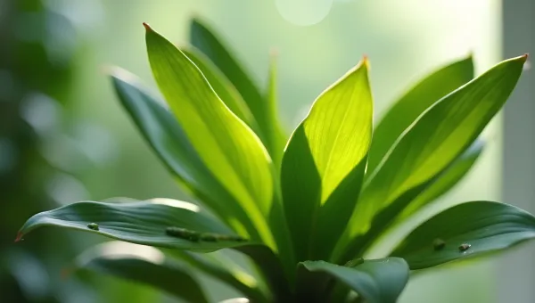 Vibrant Green Indoor Plant Close-Up