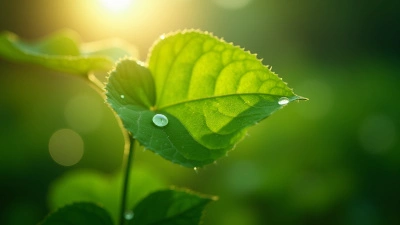 Vibrant Green Leaf With Dewdrops In Daylight