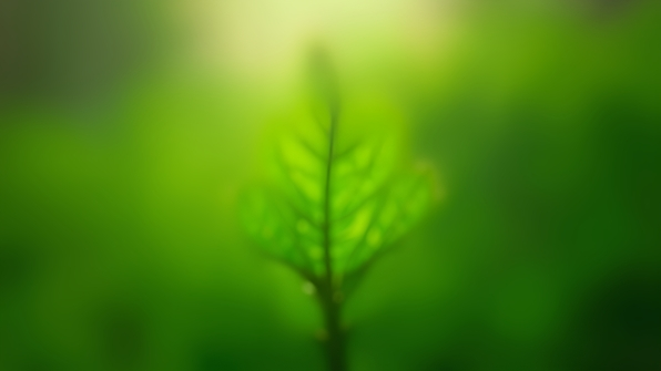 Vibrant green leaf plant bathed in natural daylight with soft shadows and fresh foliage