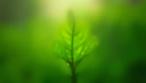Vibrant Green Leaf Plant in Natural Light