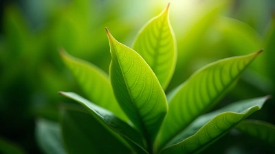 Vibrant Green-Leafed Houseplant Close-Up With Sunlight
