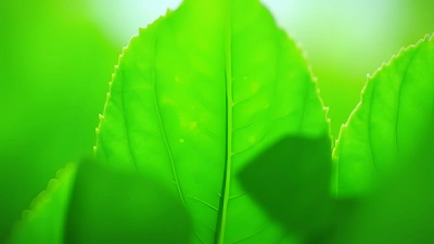 Vibrant Green Leafed Plant With Glossy Foliage