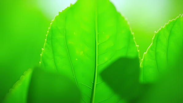 A vibrant green leafed plant with lush, glossy foliage on a bright background