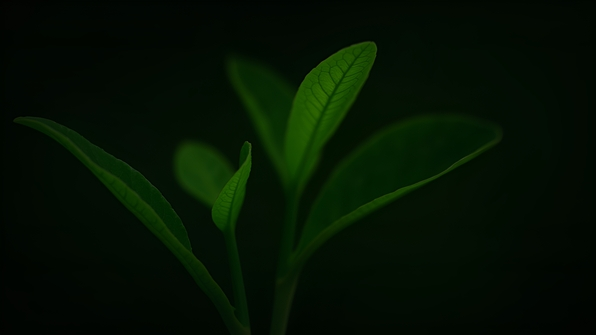 Vibrant Green Leaves On Black Background