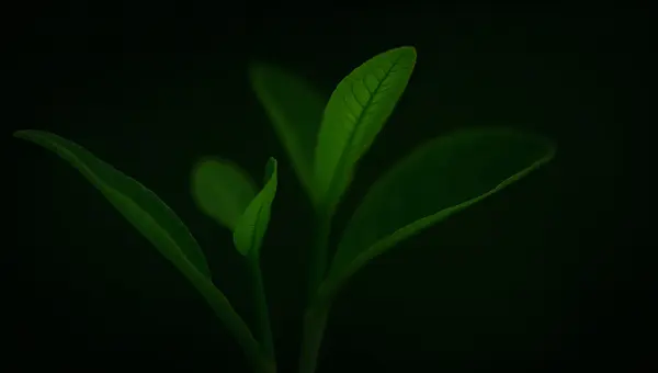 Vibrant Green Leaves On Black Background