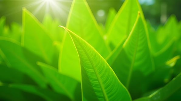 Vibrant green leaves of a lush plant basking in bright natural daylight with detailed textures