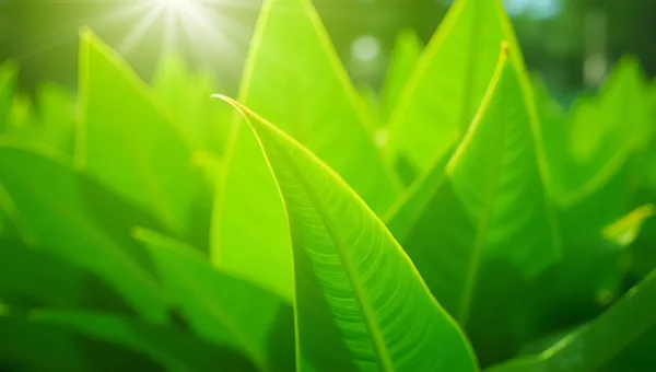 Vibrant Green Leaves In Bright Daylight