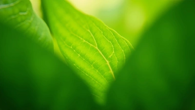 Vibrant Green Leaves Close-Up Macro
