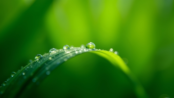 Vibrant Green Leaves With Dewy Water Droplets