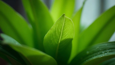 Vibrant Green Leaves On Healthy Indoor Plant