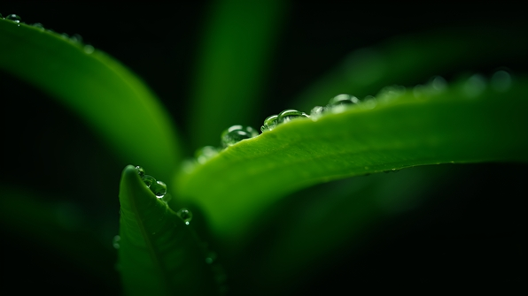 Close-up of vibrant green leaves with rich texture against a deep black background