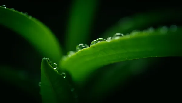 Vibrant Green Leaves With Rich Texture