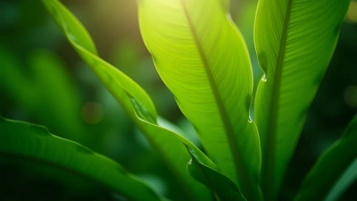 Vibrant Green Leaves On Tropical Plant