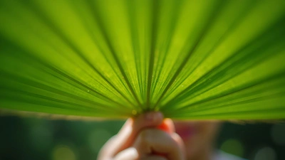 Vibrant Green Palmate Leaf Held Outdoors