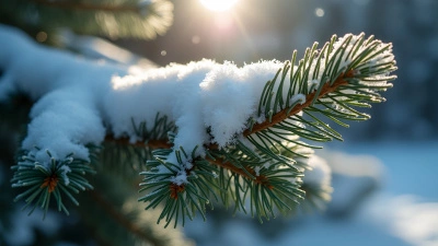 Vibrant Green Pine Branches Covered In Snow