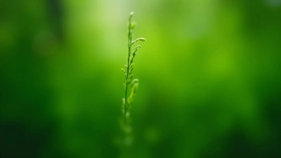 Vibrant Green Plant Close-Up With Soft Lighting