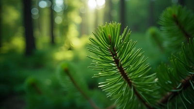 Vibrant Green Spruce Needles Close-Up Texture
