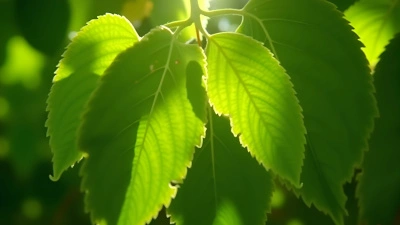 Vibrant Green Tree Leaves Close-Up With Sunlight