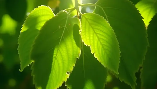 Vibrant Green Tree Leaves Close-Up With Sunlight