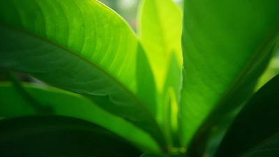 Vibrant Green Tropical Plant Close-Up