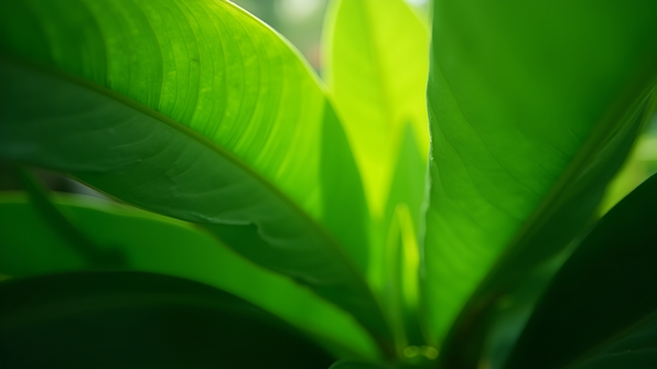 Close-up of a vibrant green tropical plant with detailed veins and sunlight filtering through leaves
