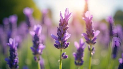 Vibrant Lavender Flowers Close-Up in Bright Daylight