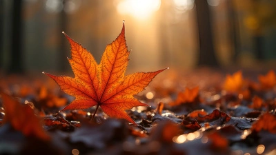 Vibrant Maple Leaf With Water Droplets