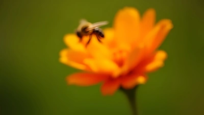 Vibrant Orange Flower Close-Up In Bloom
