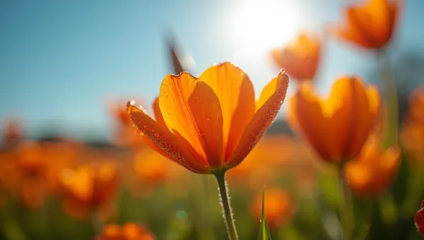 Vibrant Orange Flowers in Bright Sunlight