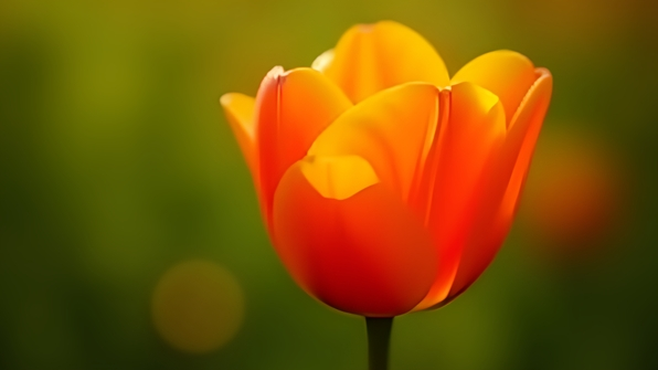 Close-up of a vibrant orange tulip flower with delicate petals and soft natural lighting